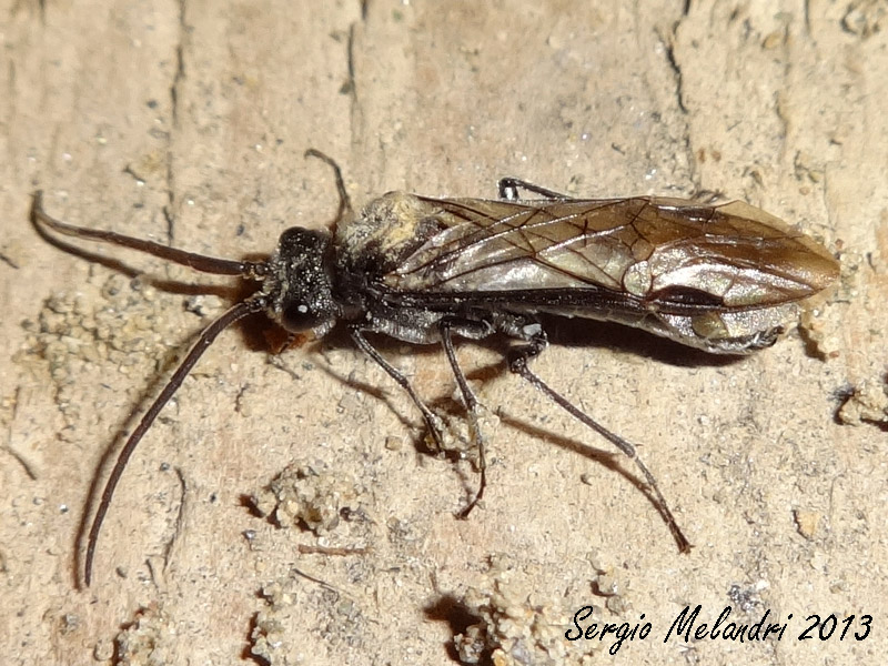 Dolerus haematodes - Tenthredinidae